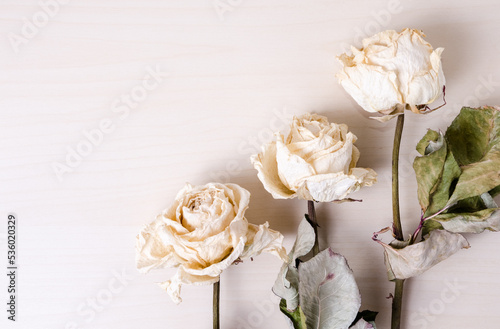 Three dried white roses on bright background  still life  close-up  flat lay with copy space for text