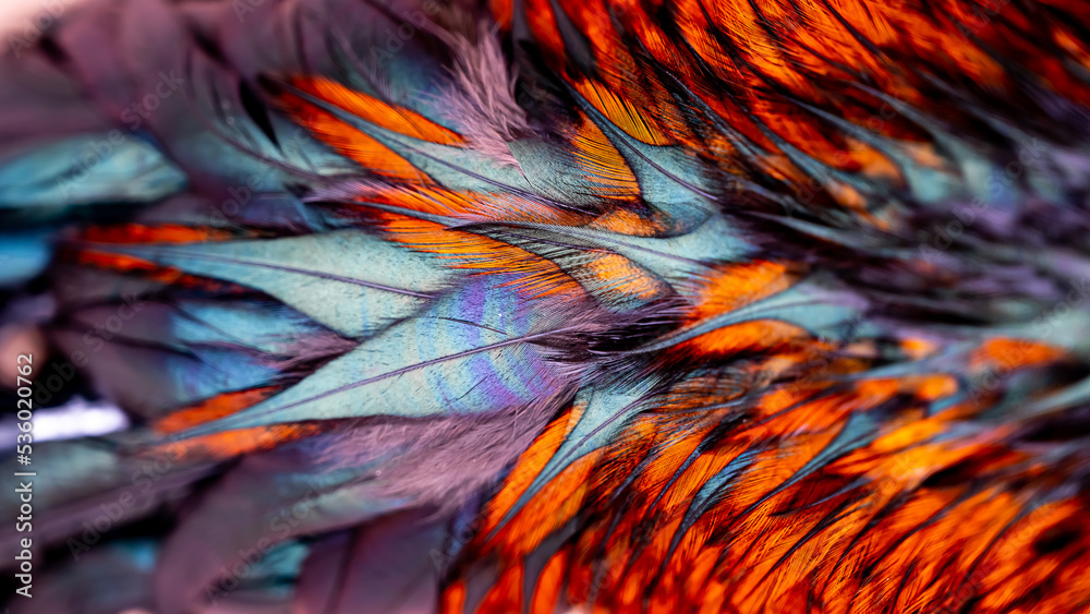 Rooster feathers. Every Rooster has unique feather patterns. That pattern not showing directly, the feather patterns reflect multiple colors based on light. - obrazy, fototapety, plakaty 