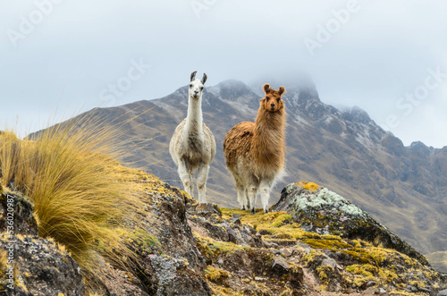 Two llamas standing on a ridge in front of a mountain. photo