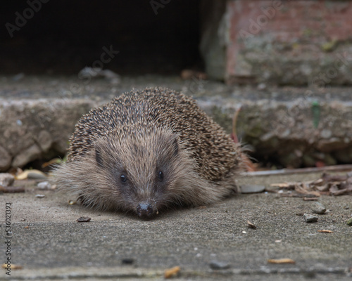European hedgehog Searching for food.