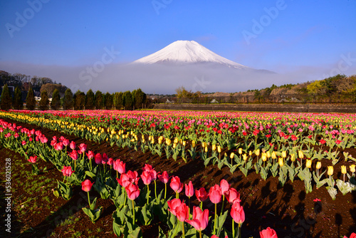 富士山とチュリップ