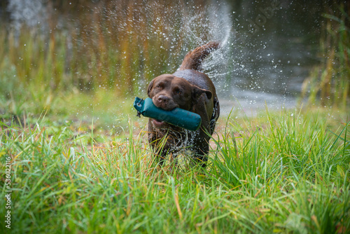 Beautiful Labrador Retriever carrying a training dummy in its mouth.	