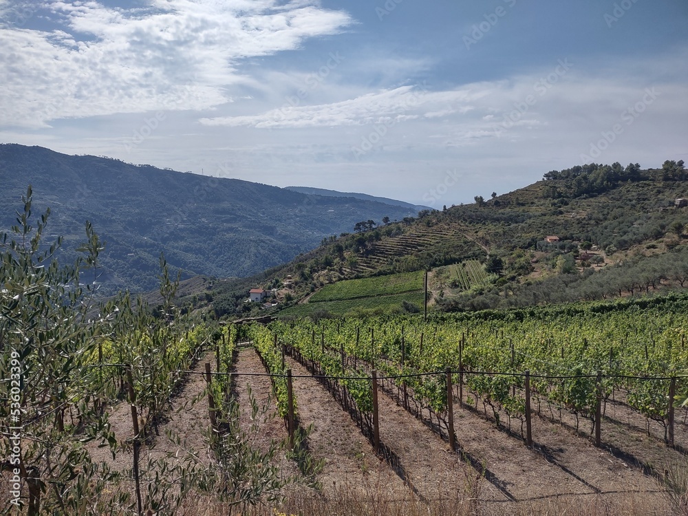 Countryside in Ligurian Riviera in Italy with vineyards and olive trees