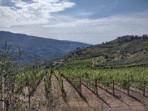 Countryside in Ligurian Riviera in Italy with vineyards and olive trees