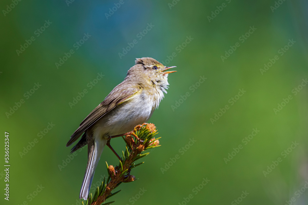 Fototapeta premium Willow Warbler