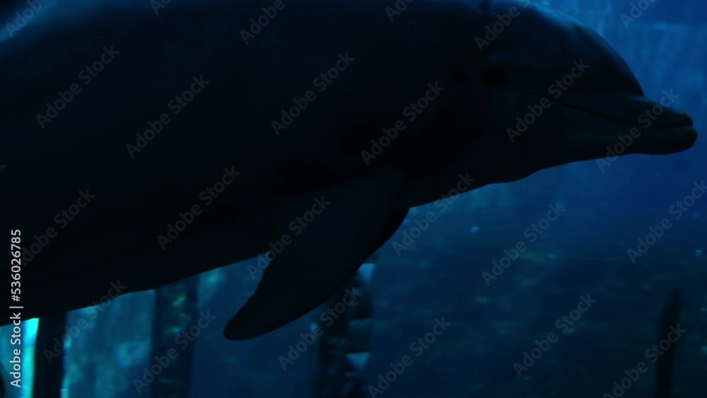 Close-up silhouette or shadow of a dolphin. Unrecognisable people touching the glass plate and waiting for a show in an aquarium. Marine underwater animals in captivity concept. Beautiful blue water.