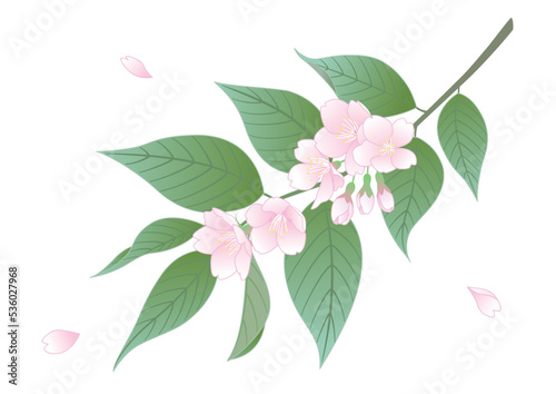 花びら舞う葉桜