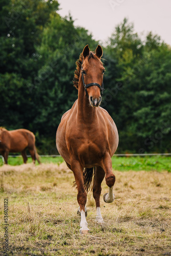 Chestnut coloured mom to be Dutch Harness Horse trotting through field with halter