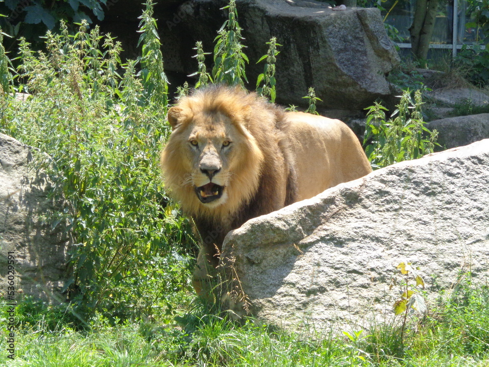 Obraz premium lion in the zoo 3