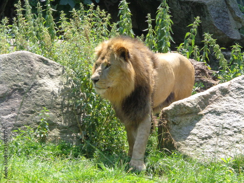 lion in the zoo