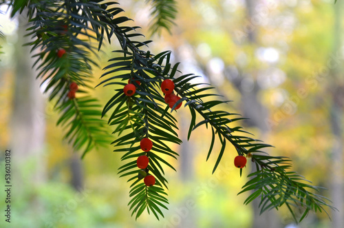 Red berries on branches of coniferous taxus baccata plant.  Yew  tree with berries on natural blurred yellow -green autumn background. Free copy space.