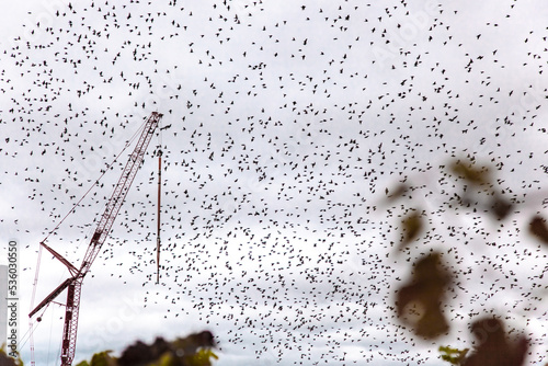 crane silhouette on construction site. Common Starling Birds (Sturnus vulgaris) flying. Flock of starlings and a crane on construction work. Abstract nature. Flying birds. Birds silhouettes. 