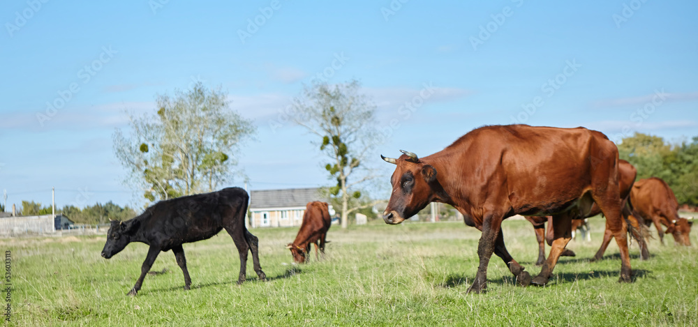 Cows in the pasture. Agro-industrial complex and production of dairy and meat products. Village and farm.