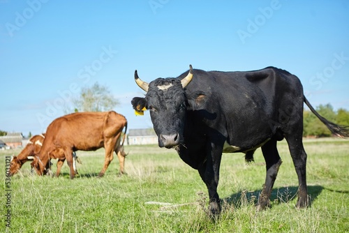 Cows in the pasture. Agro-industrial complex and production of dairy and meat products. Village and farm.