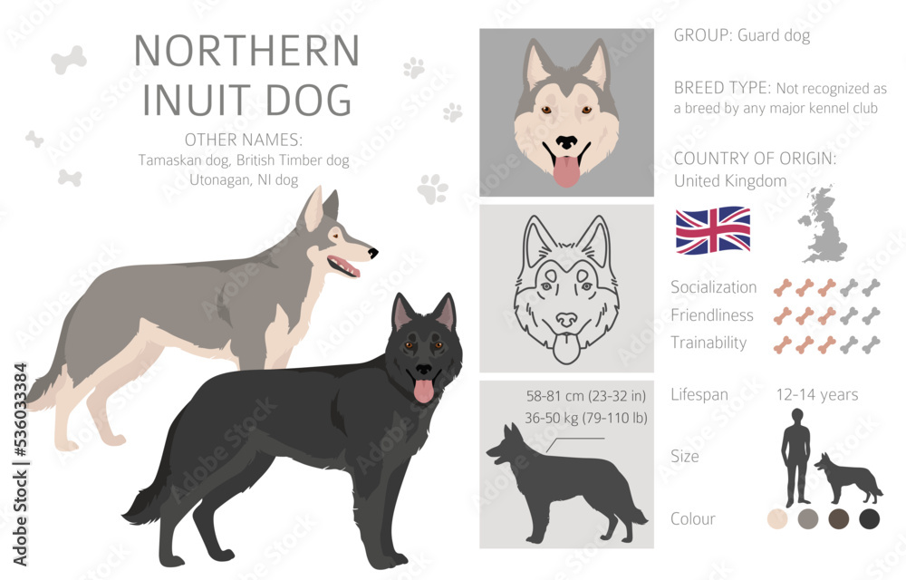 Northern Inuit dog clipart. All coat colors set.; All dog breeds characteristics infographic