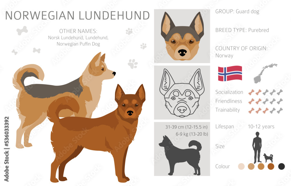 Norwegian Lundehund clipart. All coat colors set.; All dog breeds ...