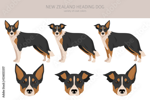 New Zealand Heading dog clipart. All coat colors set.; All dog breeds characteristics infographic © a7880ss
