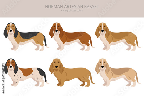 Norman Artesian Basset clipart. All coat colors set.; All dog breeds characteristics infographic