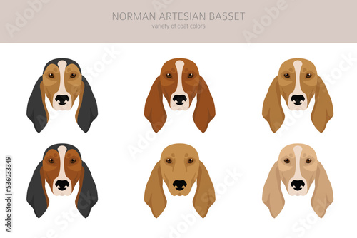 Norman Artesian Basset clipart. All coat colors set.; All dog breeds characteristics infographic