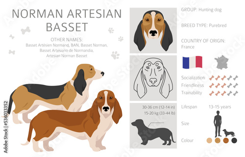 Norman Artesian Basset clipart. All coat colors set.; All dog breeds characteristics infographic