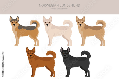 Norwegian Lundehund clipart. All coat colors set.; All dog breeds characteristics infographic