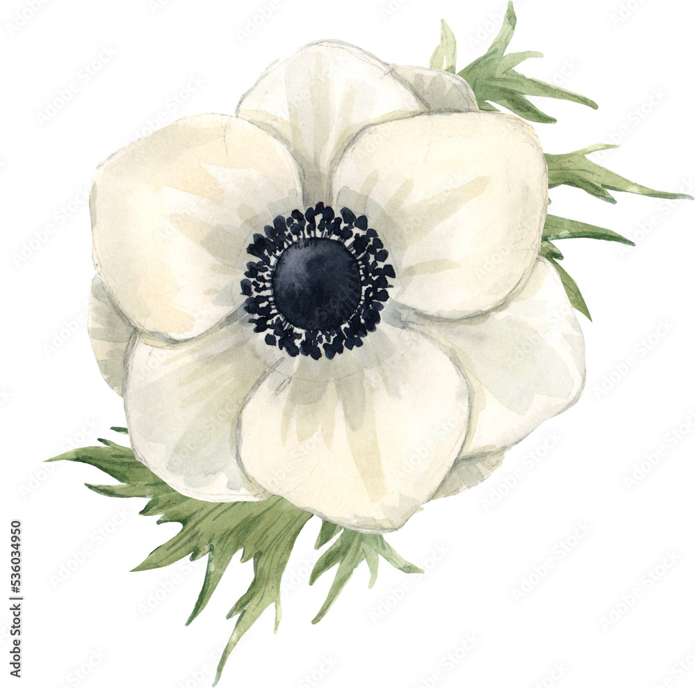 Beautiful png floral illustration with hand drawn watercolor anemone ...