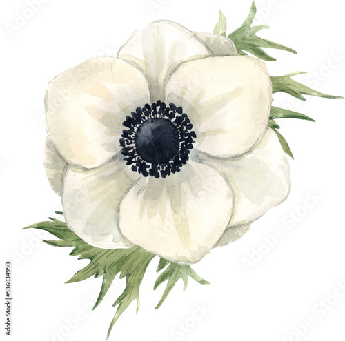Beautiful png floral illustration with hand drawn watercolor anemone flower. Stock clip art. photo