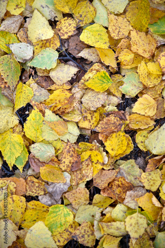 Autumn foliage on the soil in the forest. Beautiful yellow and red leaves.