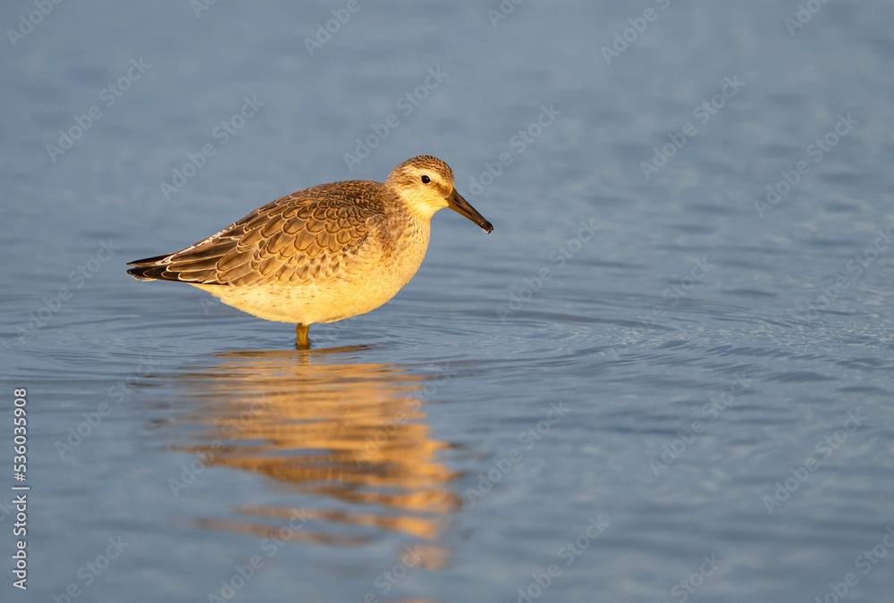 Knutt, Calidris canutus, in der Abendsonne am Darßer Nordstrand bei Prerow, Mecklenburg-Vorpommern, Deutschland Knutt, Calidris canutus, in der Abendsonne am Darßer Nordstrand bei Prerow, Mecklenburg-Vorpommern, Deutschland