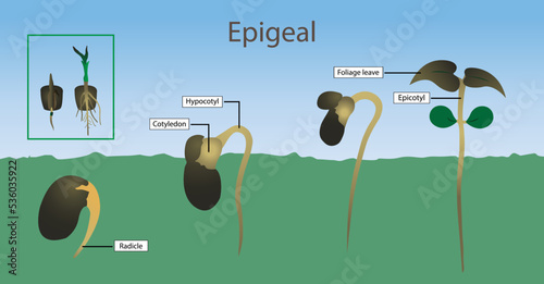 illustration of biology, Epigeal germination is a botanical term indicating that the germination of a plant takes place above the ground