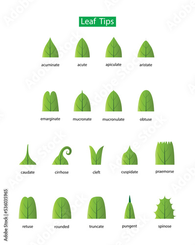  illustration of biology and plant kingdom, Leaf bases, Morphology of Leaf, Leaves can have many different shapes, sizes and textures, leaves is any of the principal appendages of a vascular plant ste