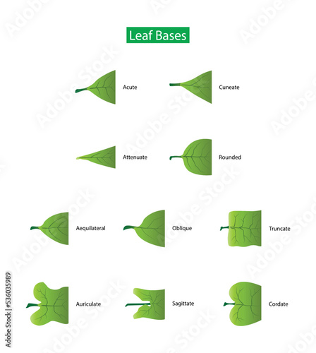 illustration of biology and plant kingdom, Leaf bases, Morphology of Leaf, Leaves can have many different shapes, sizes and textures, leaves is any of the principal appendages of a vascular plant stem
