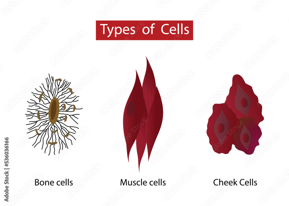 illustration of biology, Types of cells in the human body, General