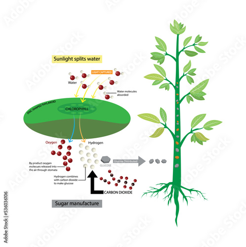 illustration of biology and plant kingdom, Photosynthetic membranes and organelles, Photosynthesis is a process used by plants and other organisms to convert light energy into chemical energy