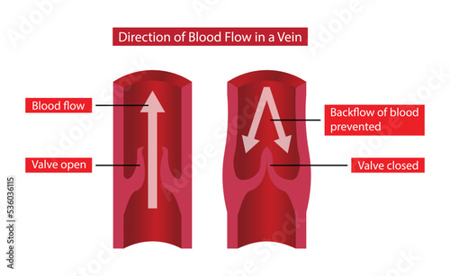 illustration of Biology and medical, direction of blood flow in a vein, aortic valve controls blood flow into aorta and keeps blood moving in one direction, aortic valve is one of four heart valves 