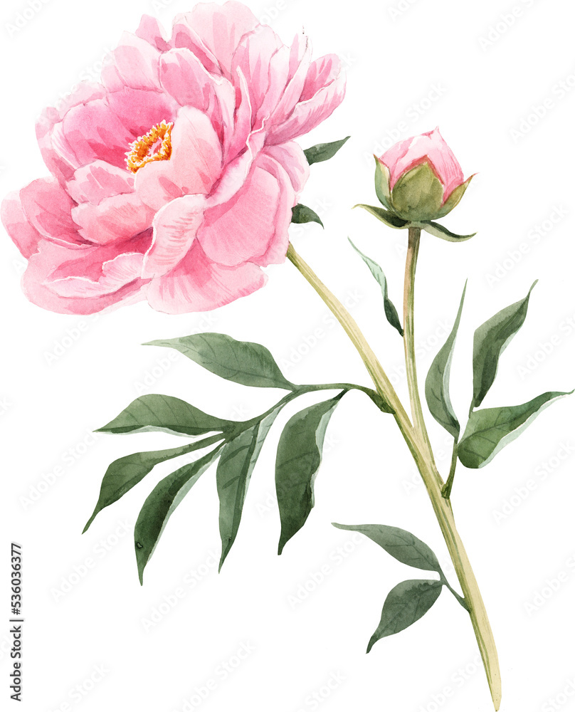 Beautiful png floral illustration with hand drawn watercolor plant. Stock clip art.