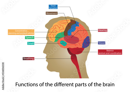 illustration of biology and medical, Functions of the different parts of the brain, The brain is composed of three main structures, the cerebrum, cerebellum and brain stem photo