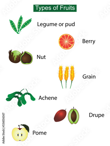 illustration of food and biology, Types of fruits, Fruit and vegetables, Vitamins and minerals in fruit and vegetables, Vegetables are available in many varieties and can be classified into biological