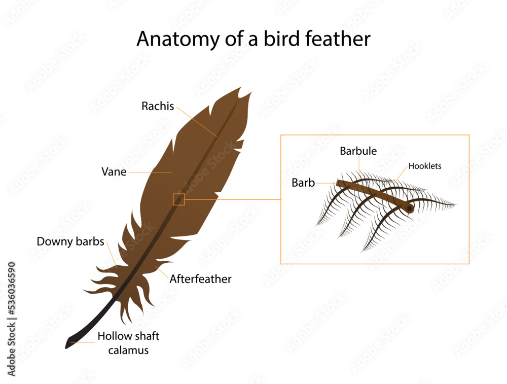 Illustration Of Biology And Animals Anatomy Of A Bird Feather Feather