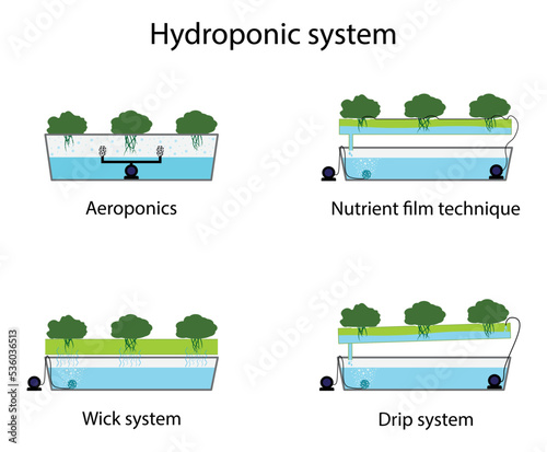 illustration of biology, Hydroponic system, Cultivation of plants without soil by using a nutrient solution in an aqueous solvent, Plants are grown hydroponically in a greenhouse
