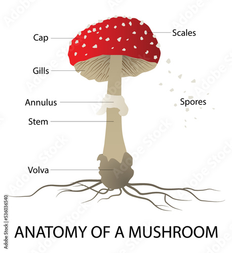 illustration of Biology and plant kingdom, Anatomy of a mushroom,  mushroom or toadstool is the fleshy, spore bearing fruiting body of a fungus, typically produced above ground on soil