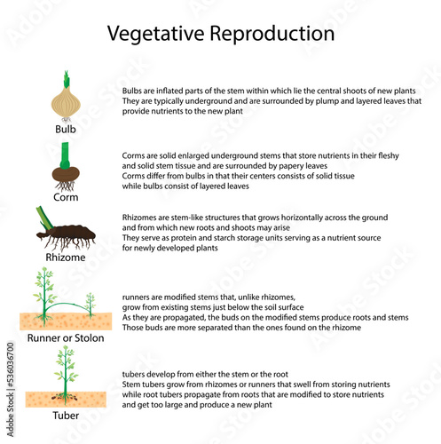 illustration of biology, Vegetative reproduction is form of asexual reproduction, type of asexual reproduction for plants, parts of a plant 