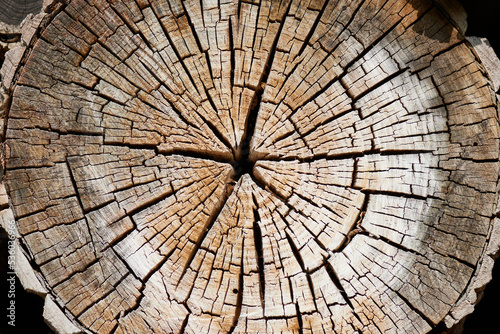 Vertrockneter Baumstamm im Wald 