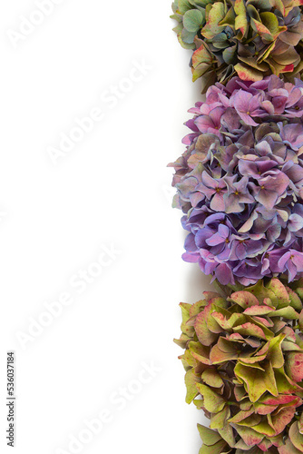 Cut flowers of hydrangea isolated on white background.