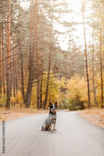 Young blue heeler dog sitting in autumn. Australian cattle dog. Fall season © OlgaOvcharenko