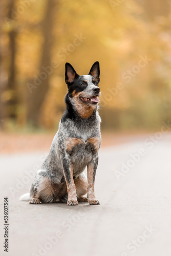 Young blue heeler dog sitting in autumn. Australian cattle dog. Fall season