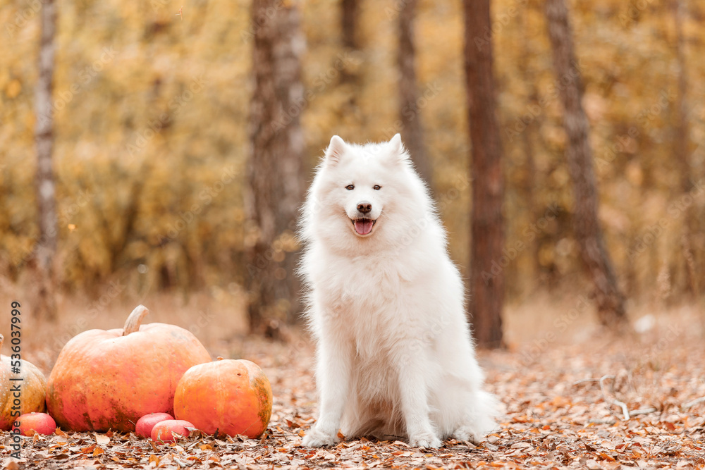 Halloween and Thanksgiving Holidays. Dog with pumpkins in the forest. Samoyed dog