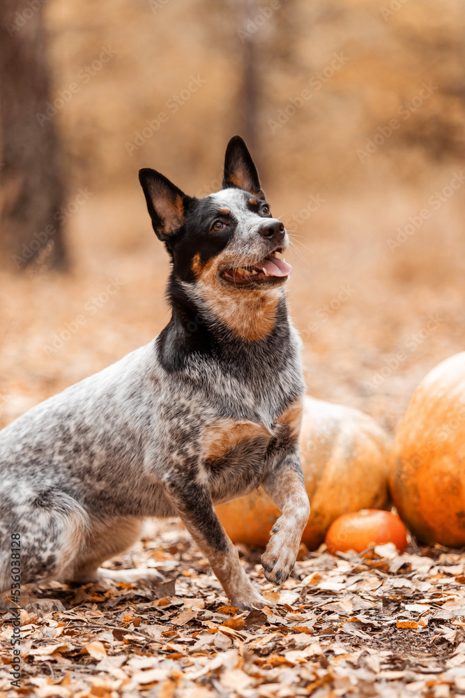 Dog with pumpkins. Halloween holidays. Australian Cattle Dog Dog with pumpkin. Harvest. Thanksgiving day. Blue Heeler dog 