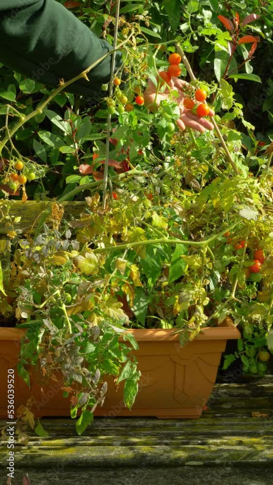 Vertical video social media format – Closeup of a hand checking ripening home grown tomato plants, ripening in troughs outside in the warm autumn sunshine. Vertical video social media format – Closeup of a hand checking ripening home grown tomato plants, ripening in troughs outside in the warm autumn sunshine.