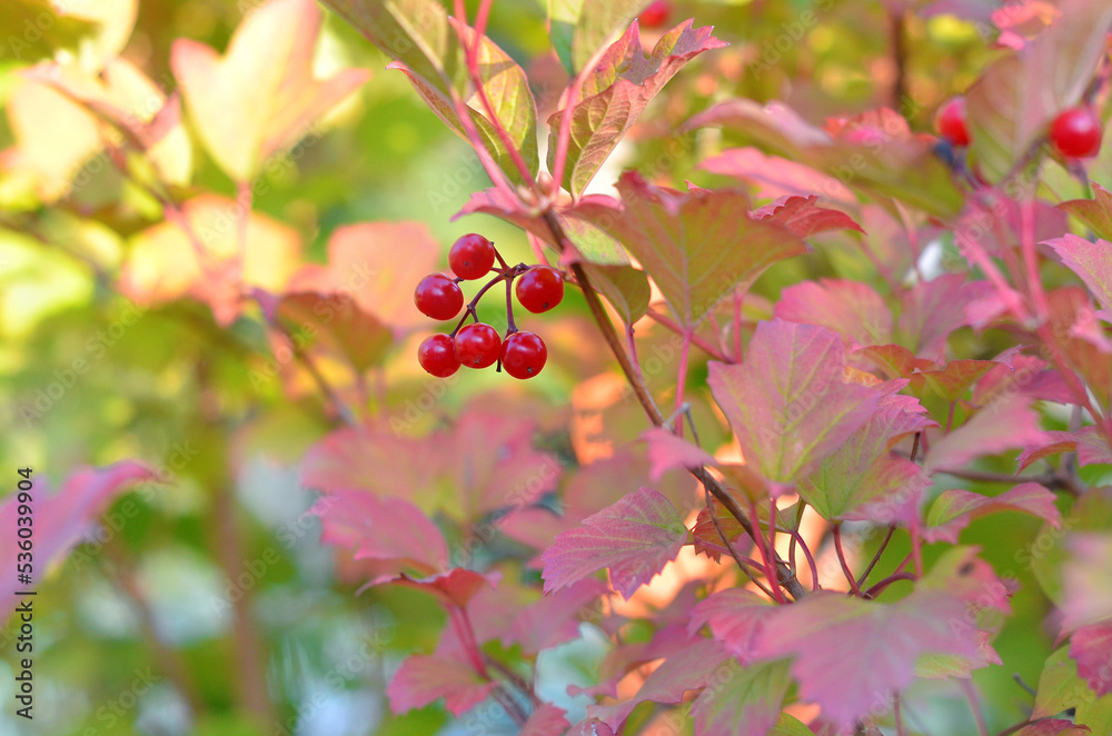 Ripe viburnum berries with red -yellow autumn leaves against blurred autumn background. Close up photo outdoors. Free copy space